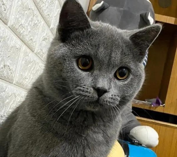 九连阳 养蓝猫三年总闻呼噜声，以为生病求医检查，反而揭开性格温和真相